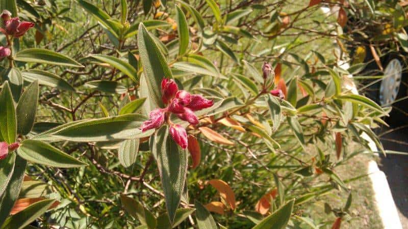 novo moto g flor
