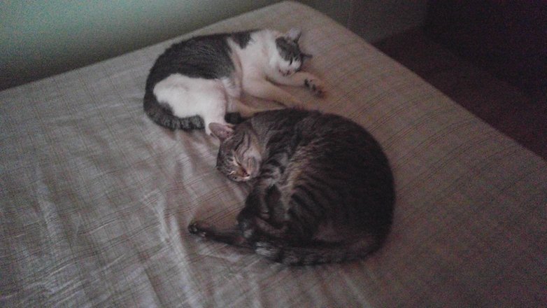 gato-g4-manual-w782