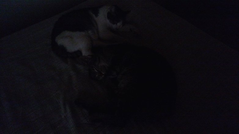 gatos-maxx-w782