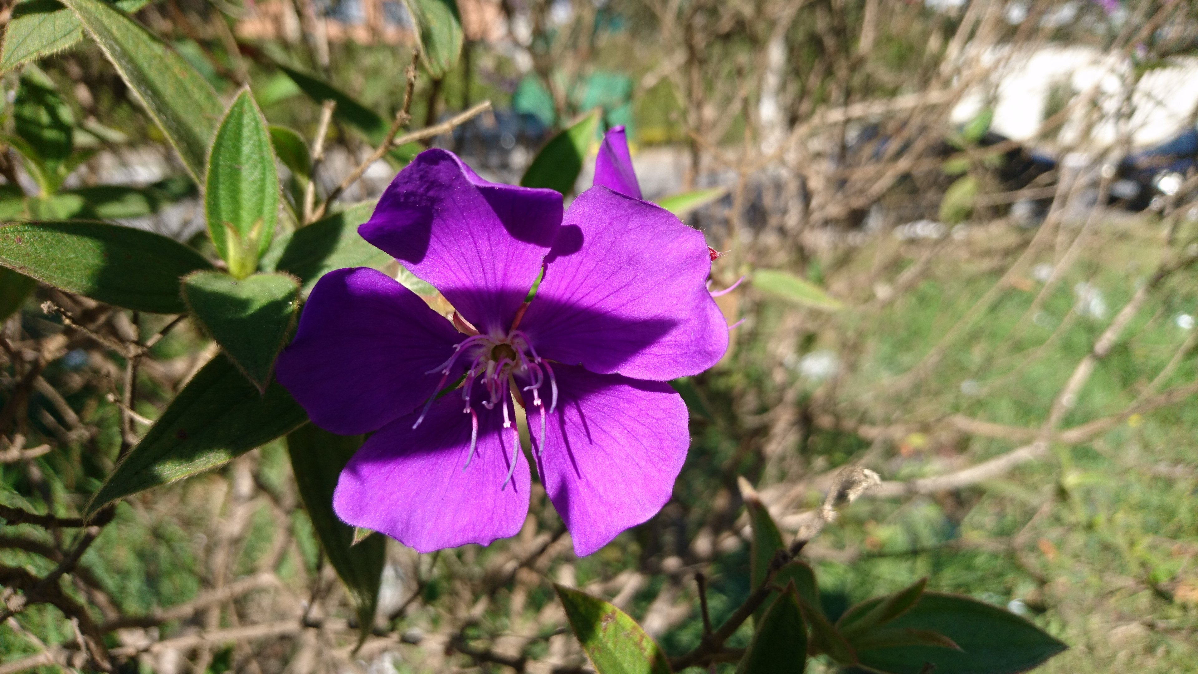 Review Xperia X camera macro Review Xperia X camera macro