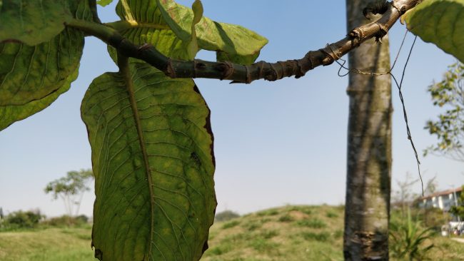 OnePlus 5 foto OnePlus 5 foto