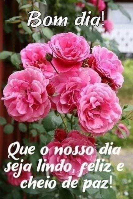 Imagens de Bom dia para WhatsApp [100 fotos grátis]