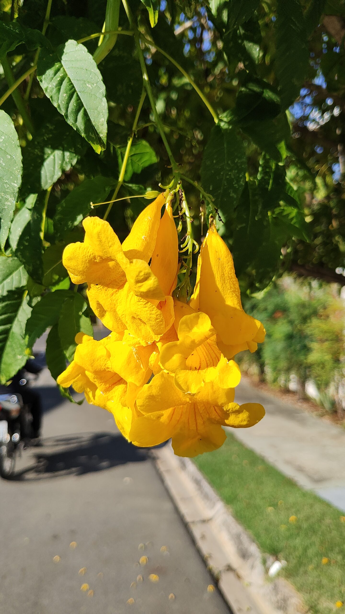 Foto tirada com a lente ultrawide do Razr 40 Ultra, porém no modo macro