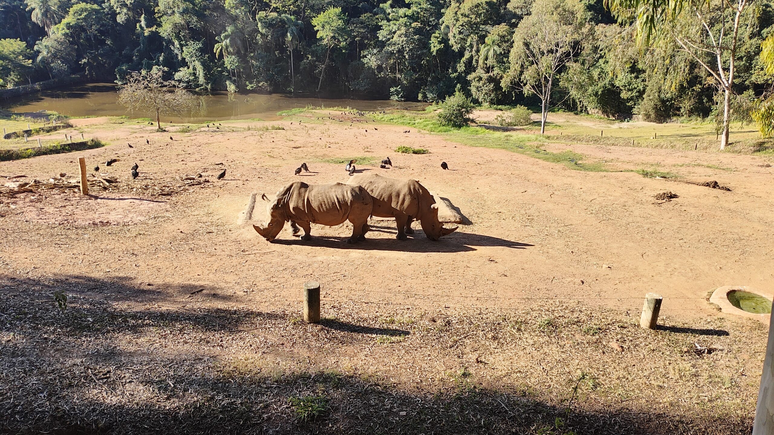 Foto de dois rinocerontes tirada com a câmera ultrawide do Motorola Razr 40 Ultra